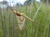 Ephemera glaucops